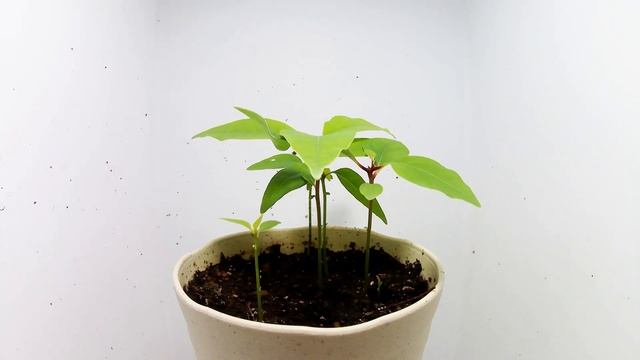 【樟】クスノキの発芽 / Germination of Cinnamomum camphora (Timelapse) смотреть онлайн