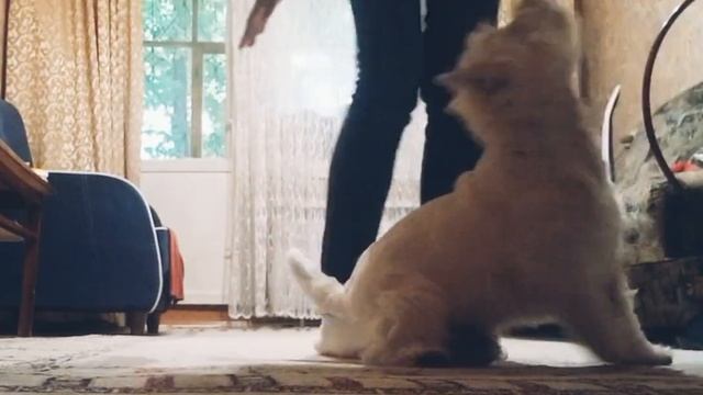 Вест хайленд уайт терьер учит элементы для танца смотреть онлайн