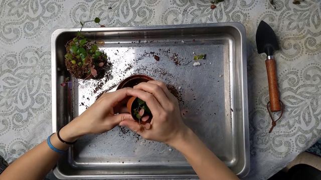 Peperomia Ruby Cascade Repot with me - Care Tips & Propagation смотреть онлайн