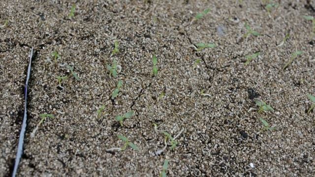 Вербена из семян! Вербена от посева до начала образования бутонов.