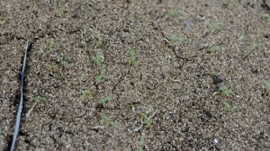 Вербена из семян! Вербена от посева до начала образования бутонов.