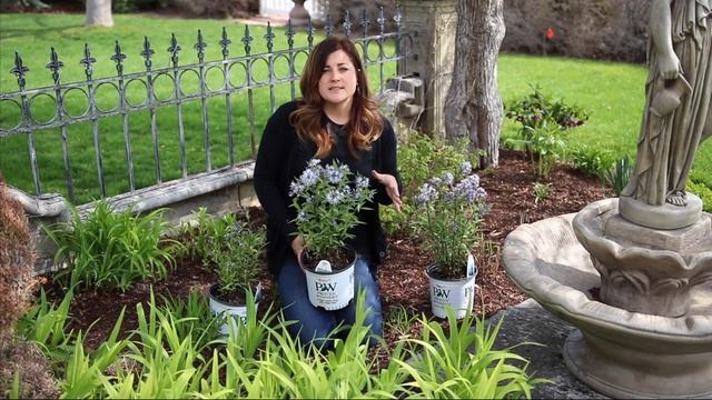 Storm Cloud Bluestar Amsonia // Garden Answer смотреть онлайн