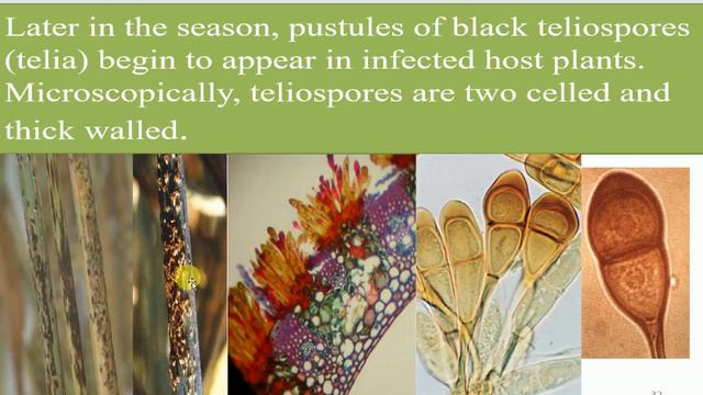 black Rust Or Leaf Rust In Leaves, Causes ,Symptoms And Prevention(Remedies) смотреть онлайн