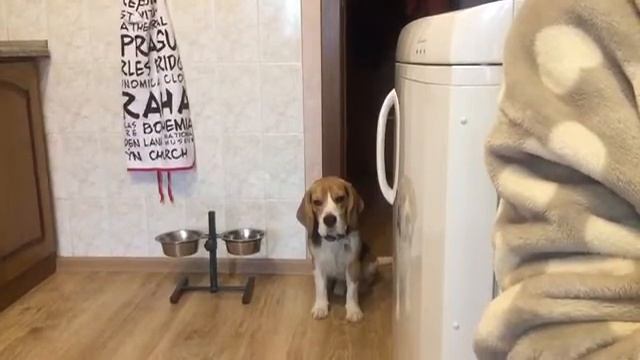 Бигль Мистер Митч просит кушать (beagle mr. mitch) смотреть онлайн