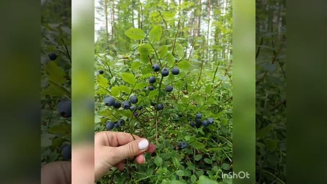 Собираем чернику ? Финляндия