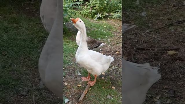 Домашние гуси и утки. Часть 2. #утка #гуси #утята #домашниепитомцы #жизнь #жизньвдеревне смотреть онлайн