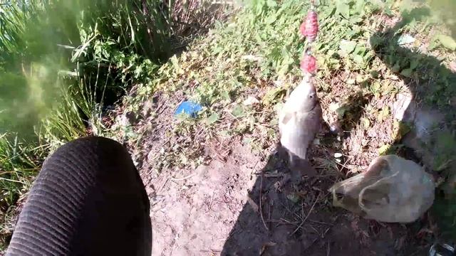 Прикормила и наловила. Жена наловила ведро рыбы . Осенняя рыбалка на поплавок . My fishing смотреть онлайн