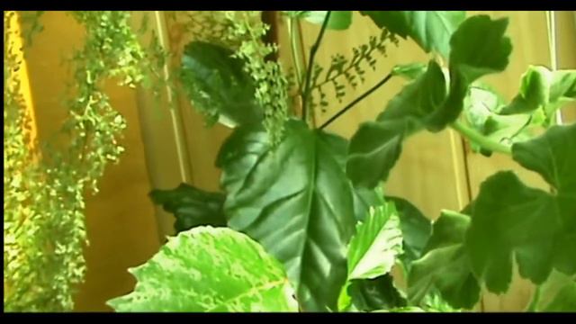 ЦВЕТЫ НА БАЛКОНЕ НАЧАЛО ЛЕТА //FLOWERS ON BALCONY BEGINNING OF SUMMER смотреть онлайн