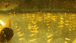 Эритромецин против водорослей и  грибка икры аквариумных рыбок