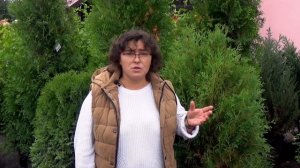 Пожелтели туи? У сосен желтые иголки? Почему желтеют хвойные осенью?