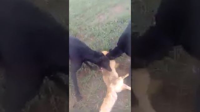 Охота с борзыми на лису смотреть онлайн