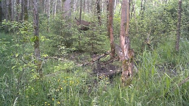 ЛОСЬ НА СОЛОНЦЕ . ДИКАЯ ПРИРОДА В РЕАЛЬНОМ ВРЕМЕНИ . смотреть онлайн