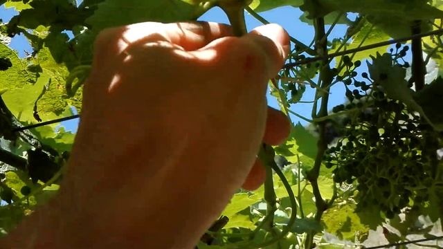 Pergoly, vedenie Južného Tirolska (po tretie) смотреть онлайн