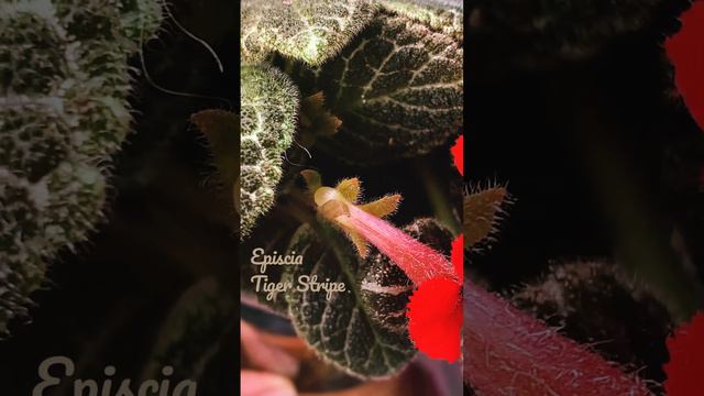 Episcia Tiger Stripe смотреть онлайн