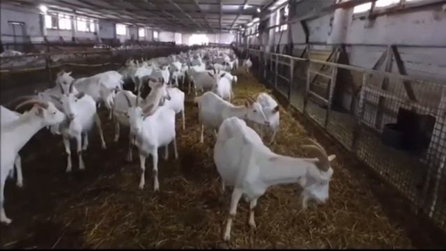 Зааненские козы \ Продажа скота из Европы \ ЭЛЬСТАДО смотреть онлайн