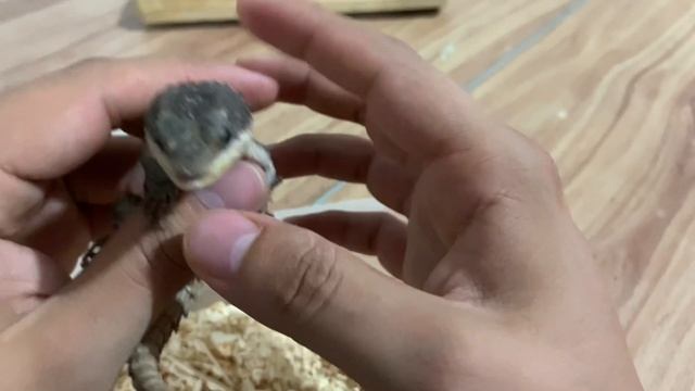 Unboxing Lagarto armadillo (Cordylus tropidosternum) смотреть онлайн