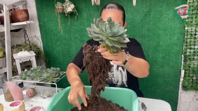 La suculenta más prolifera del jardín смотреть онлайн