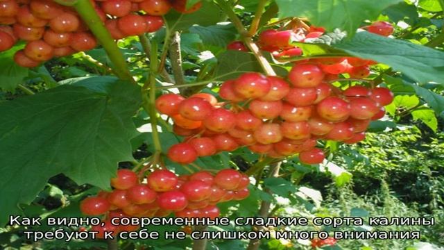 Сладкие сорта калины: все от посадки до ухода смотреть онлайн