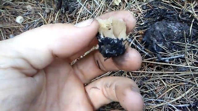 Morel Chronicles 01 - An Amazing Montana Morel Mushroom Hunt смотреть онлайн