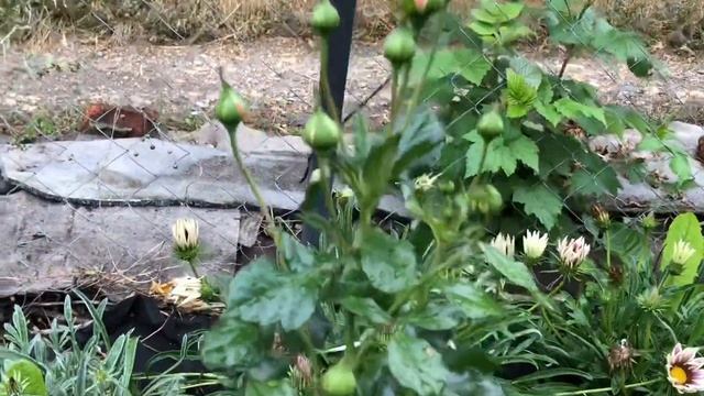 09.09.22 Яркое цветение гортензий,роз,гладиолусов и др.моих цветов. смотреть онлайн