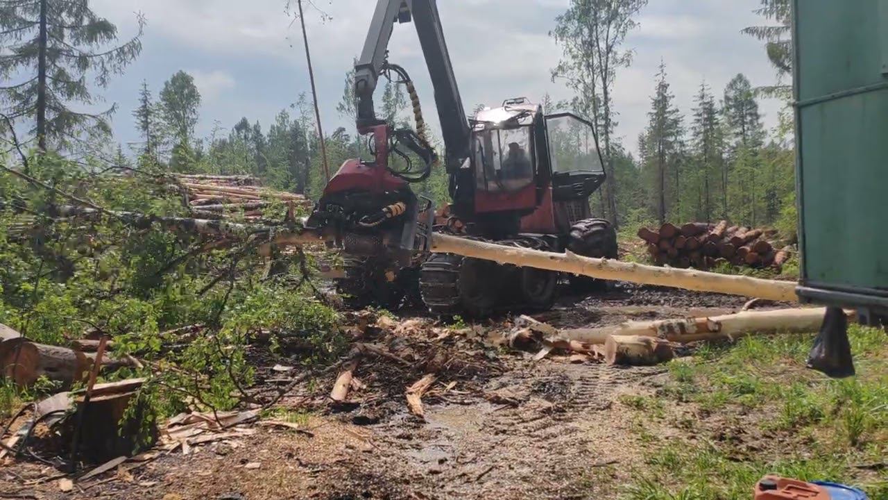 Валка леса(1) смотреть онлайн