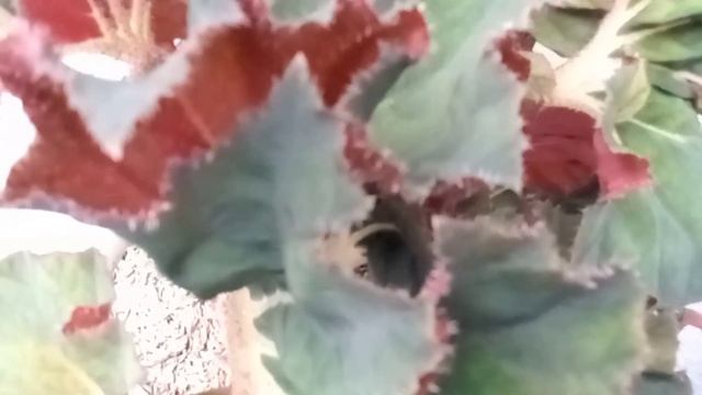 Begonia Escargot rimbun смотреть онлайн