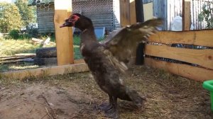 ВЕС ИНДОУТОК ТЯЖЁЛЫХ ЛИНИЙ: НОРМЫ И СТАНДАРТЫ. Селекция индоуток. Вес мускусных уток