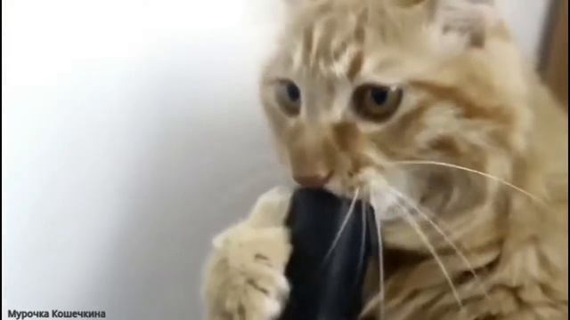 Прикольный кот и пылесос. Приколы смотретьи всем смотреть онлайн