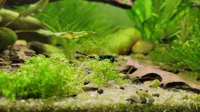 Plant Spotlight: Monte Carlo Plant смотреть онлайн