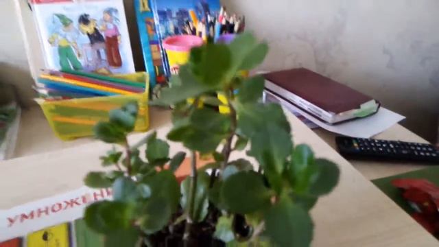 Цветы смотреть онлайн