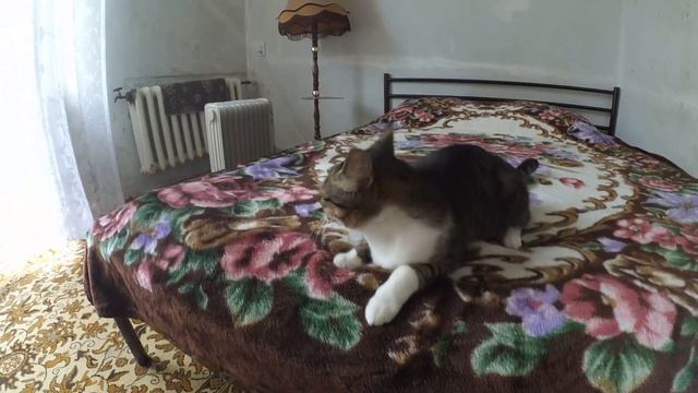 Как пугаются кошки)) , ( сделайте чуть тише))) смотреть онлайн