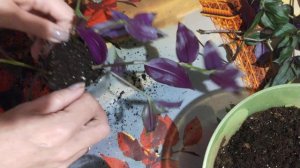 посадка традесканция.