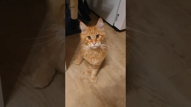 Maine Coon/Мейн-кун 4 мес. смотреть онлайн