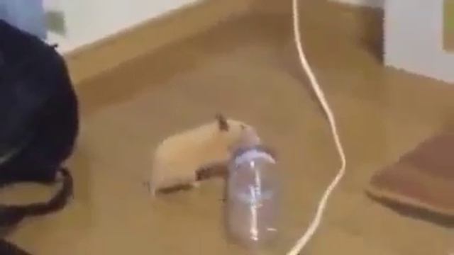 хомяк танцует под музыку. смотреть онлайн