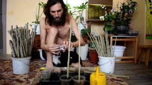 Укоренение и Посадка Черенков Пирамидального Тополя в Контейнеры Производство Черенков с ЗКС