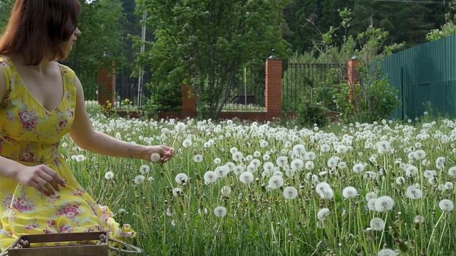 РОЖДЕНИЕ ОДУВАНЧИКОВ / Мария Ронжина. смотреть онлайн
