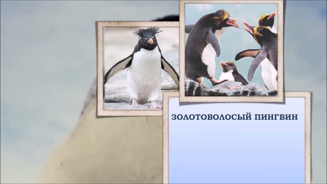 ДЕНЬ ОСВЕДОМЛЕННОСТИ О ПИНГВИНАХ смотреть онлайн