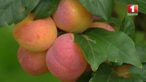 Колоновидная слива Империал и алычовая Ветразь 2. Для телепередачи "Дача"