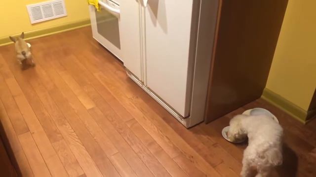 Собака ненавидит есть в одиночестве смотреть онлайн