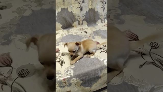 продам той терьер мальчик 1.5мес смотреть онлайн