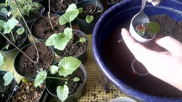 Первая пикировка бегоний/ Сезон 2022. смотреть онлайн