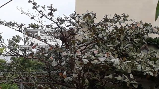 Обезьяны приходят каждый день смотреть онлайн