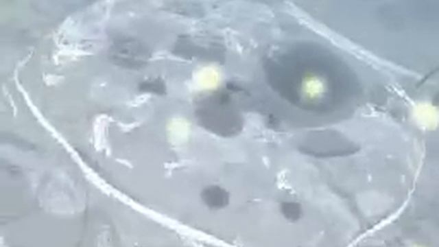 Работа клетки смотреть онлайн