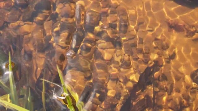 Ручеек с мальками и водопадиком смотреть онлайн