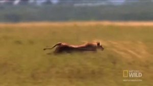 Царь зверей. Львиный прайд на охоте. Львиный прайд напал. Африканские хищники. Львиный прайд.