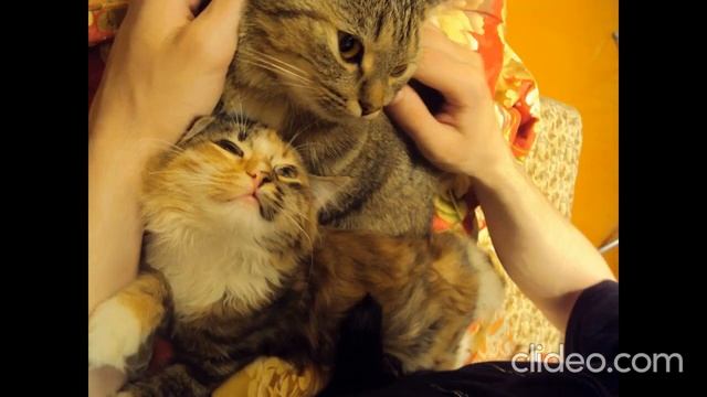 На ручках и в лапках:) Кошки Ромашка и Подушка. смотреть онлайн