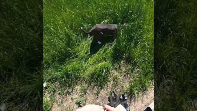 Амстафф 8 месяцев | 🛴🐕 | Amstaff 8 Months