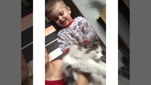 домашние животные кораблик смотреть онлайн