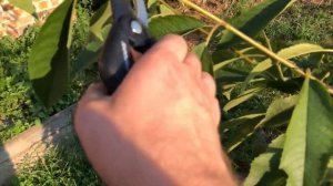 Черешня#, как купить саженцы правильно/подрезка деревьев  2020часть2