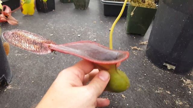 Extreme Nepenthes Pitchers смотреть онлайн